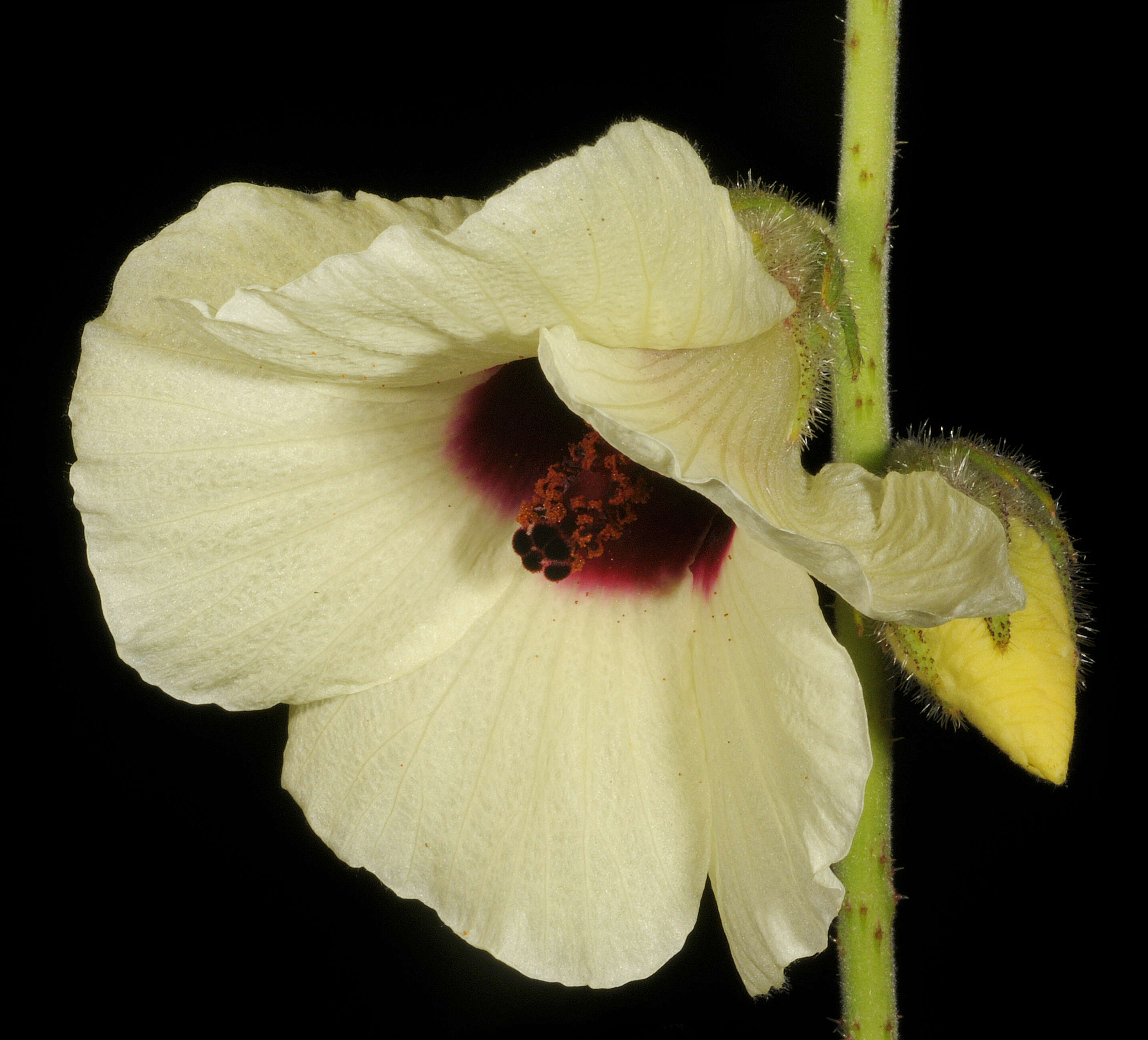 Imagem de Hibiscus diversifolius Jacq.