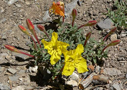 Image de Calylophus lavandulifolius