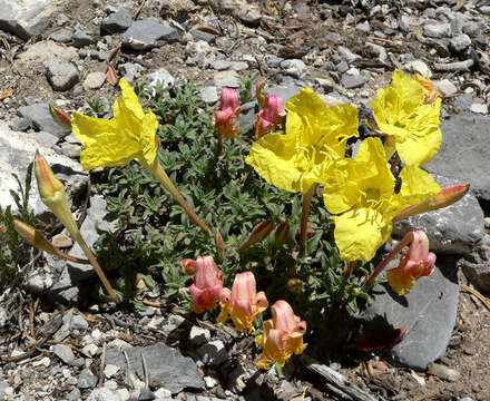 Image de Calylophus lavandulifolius