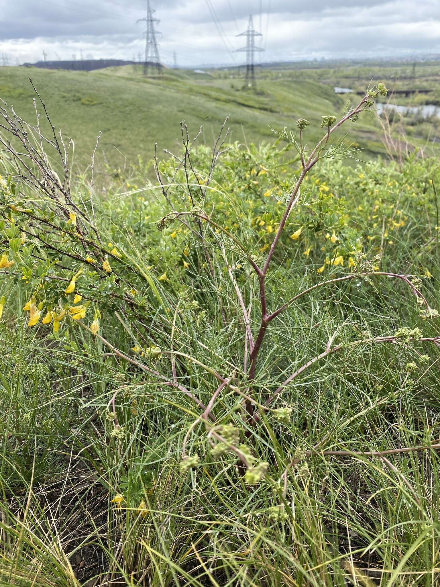 Image of Trinia muricata Godet