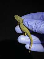 Image of Mexican black-spotted newt