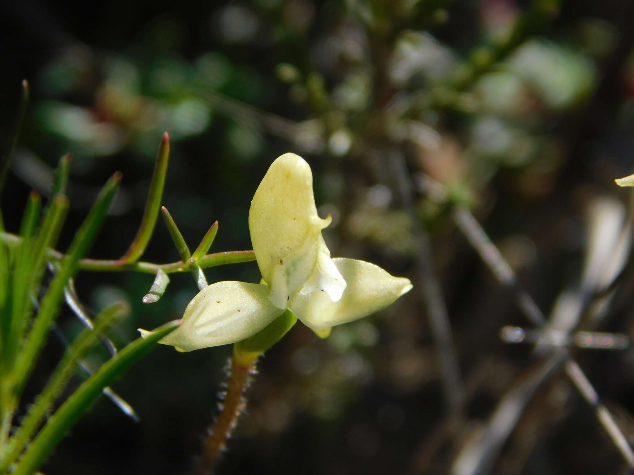 Disperis bolusiana subsp. bolusiana的圖片