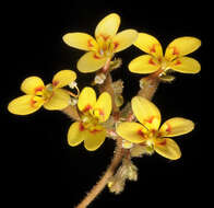 Sivun Stylidium kuva