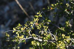 Image de Prunus havardii (W. Wight) Mason