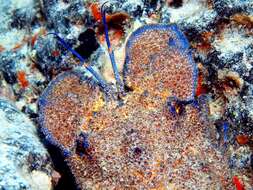 Image of Mediterranean Slipper Lobster