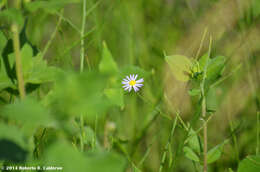 Image of Lawn American-Aster