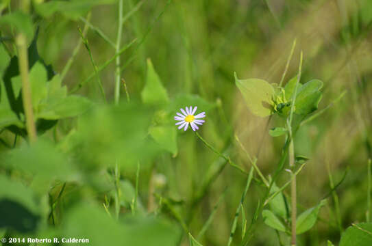 Image of Lawn American-Aster