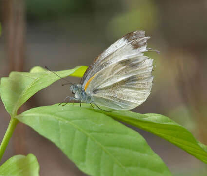 Image of Pieris canidia (Sparrman 1768)