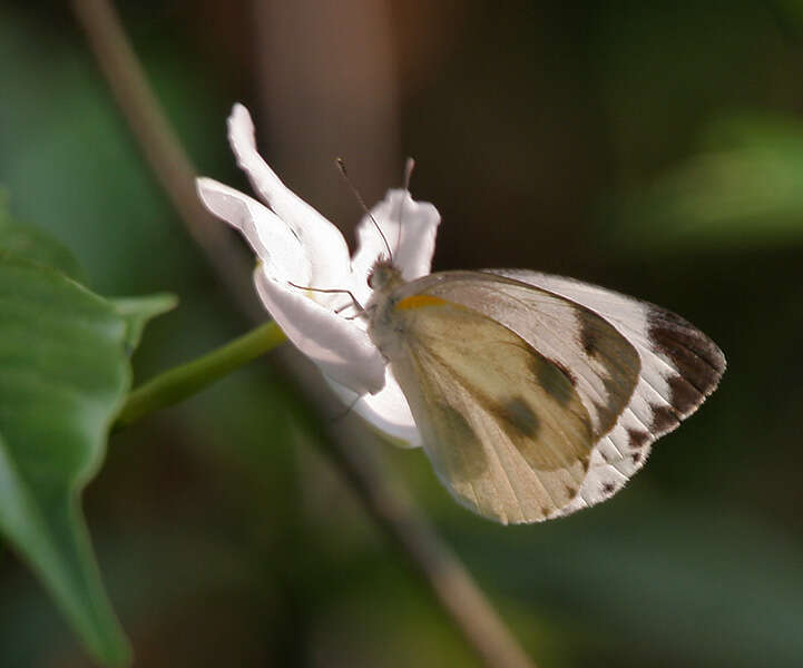 Image de Coffea benghalensis B. Heyne ex Schult.