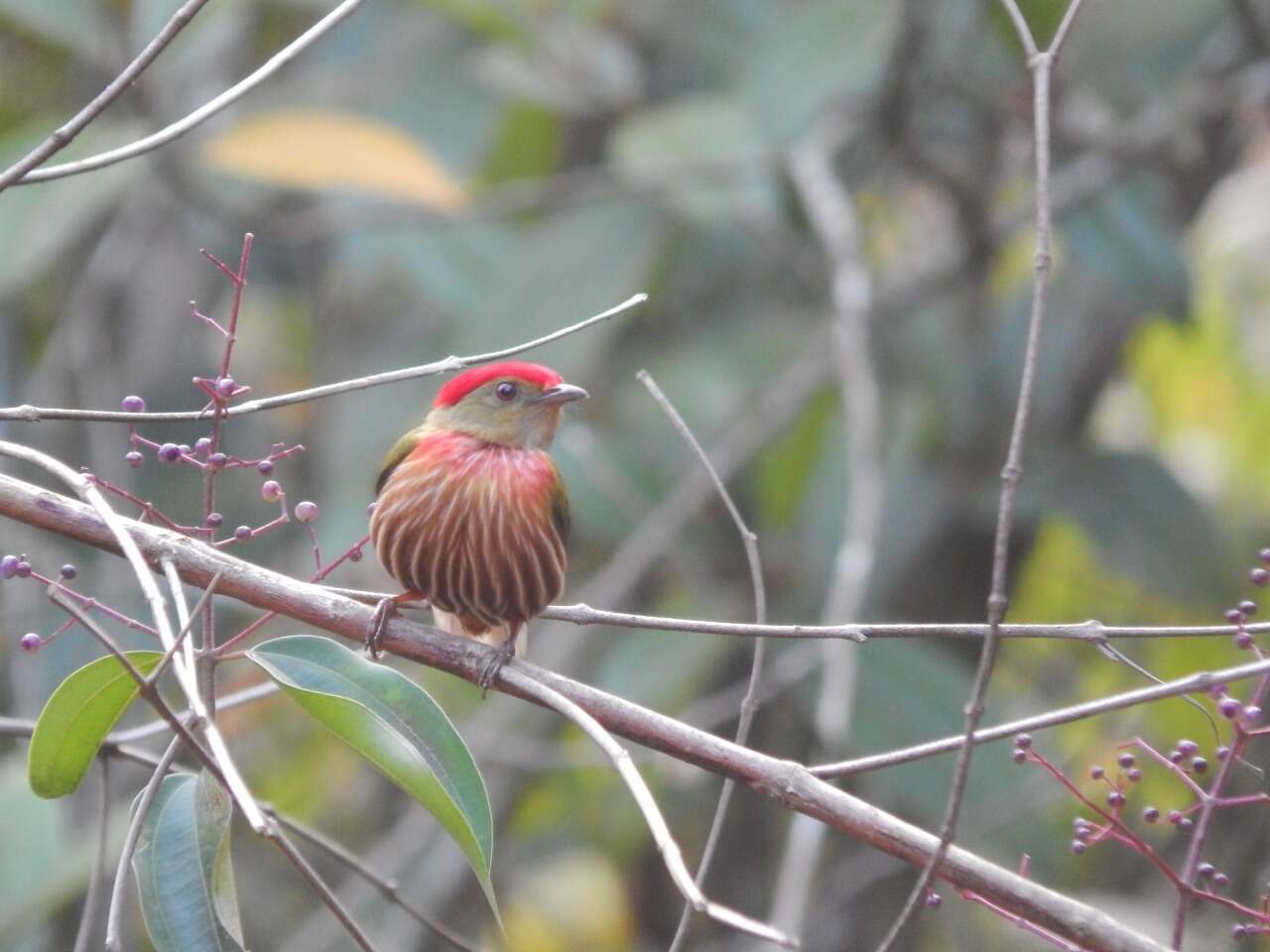 Image of Striolated Manakin