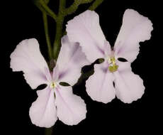 Sivun Stylidium kuva