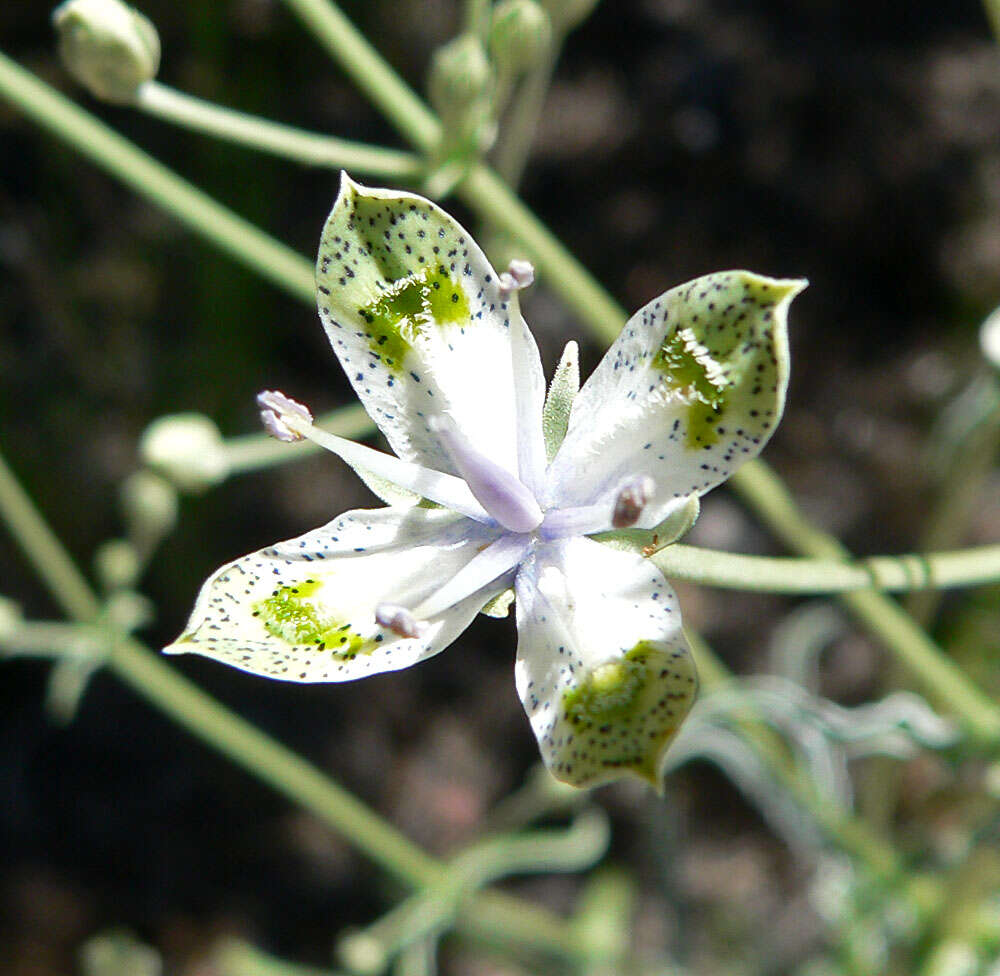 Image of desert frasera