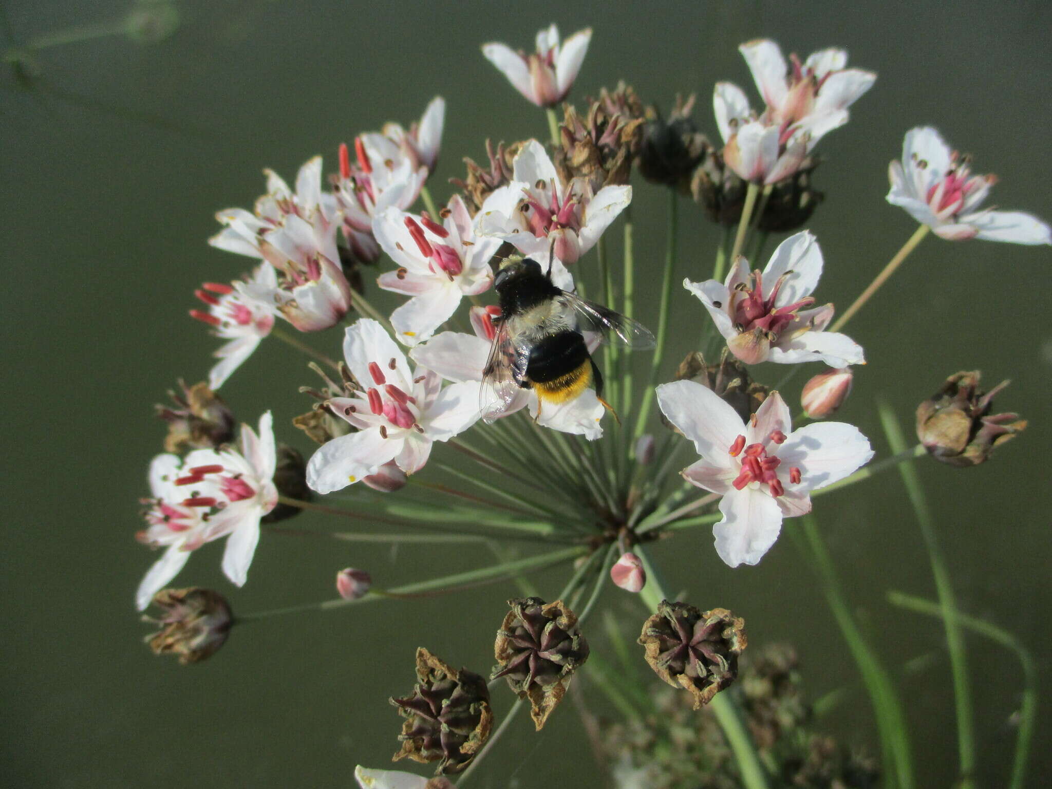 Imagem de Eristalis oestracea (Linnaeus 1758)