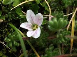 Image of Geranium multipartitum Benth.