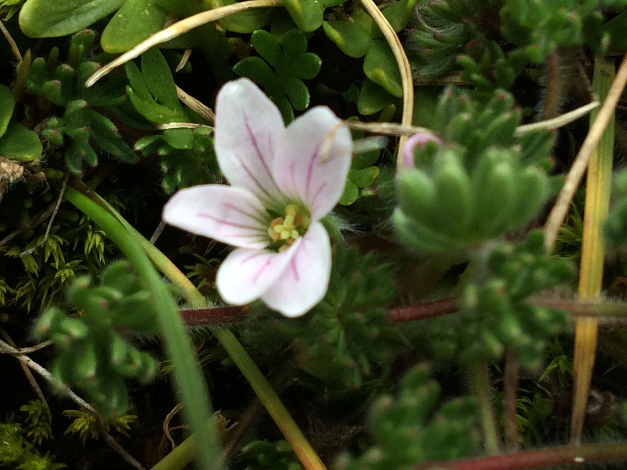 Image of Geranium multipartitum Benth.