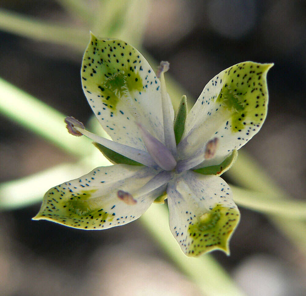 Image of desert frasera