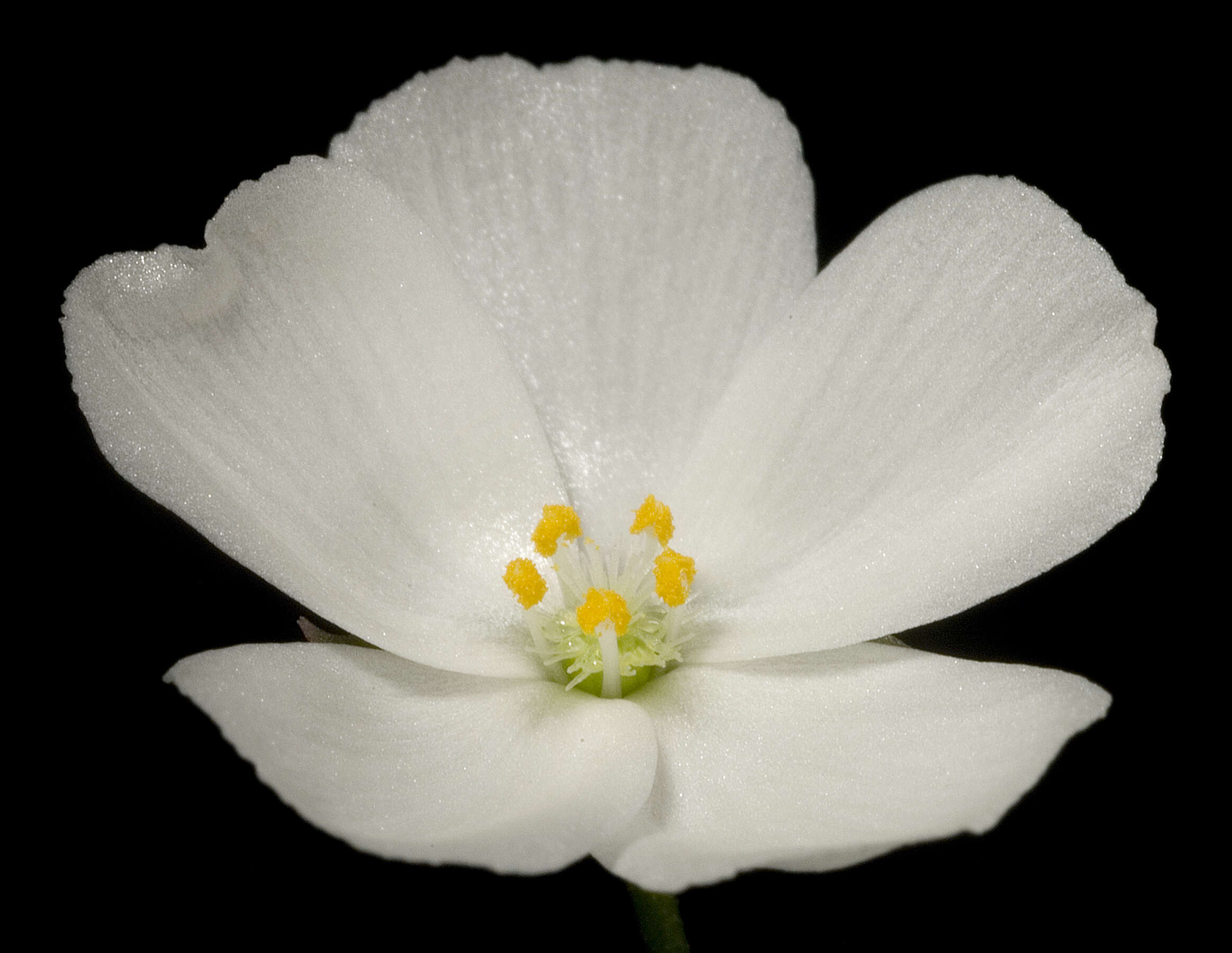 صورة Drosera stolonifera Endl.