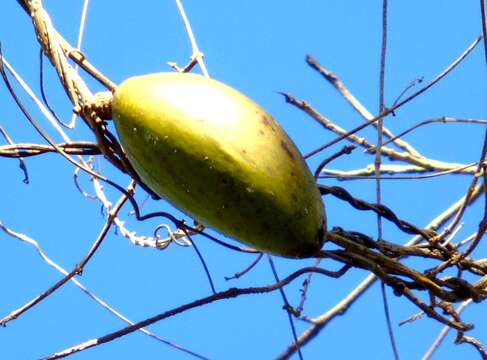 Imagem de Amphilophium paniculatum (L.) Kunth