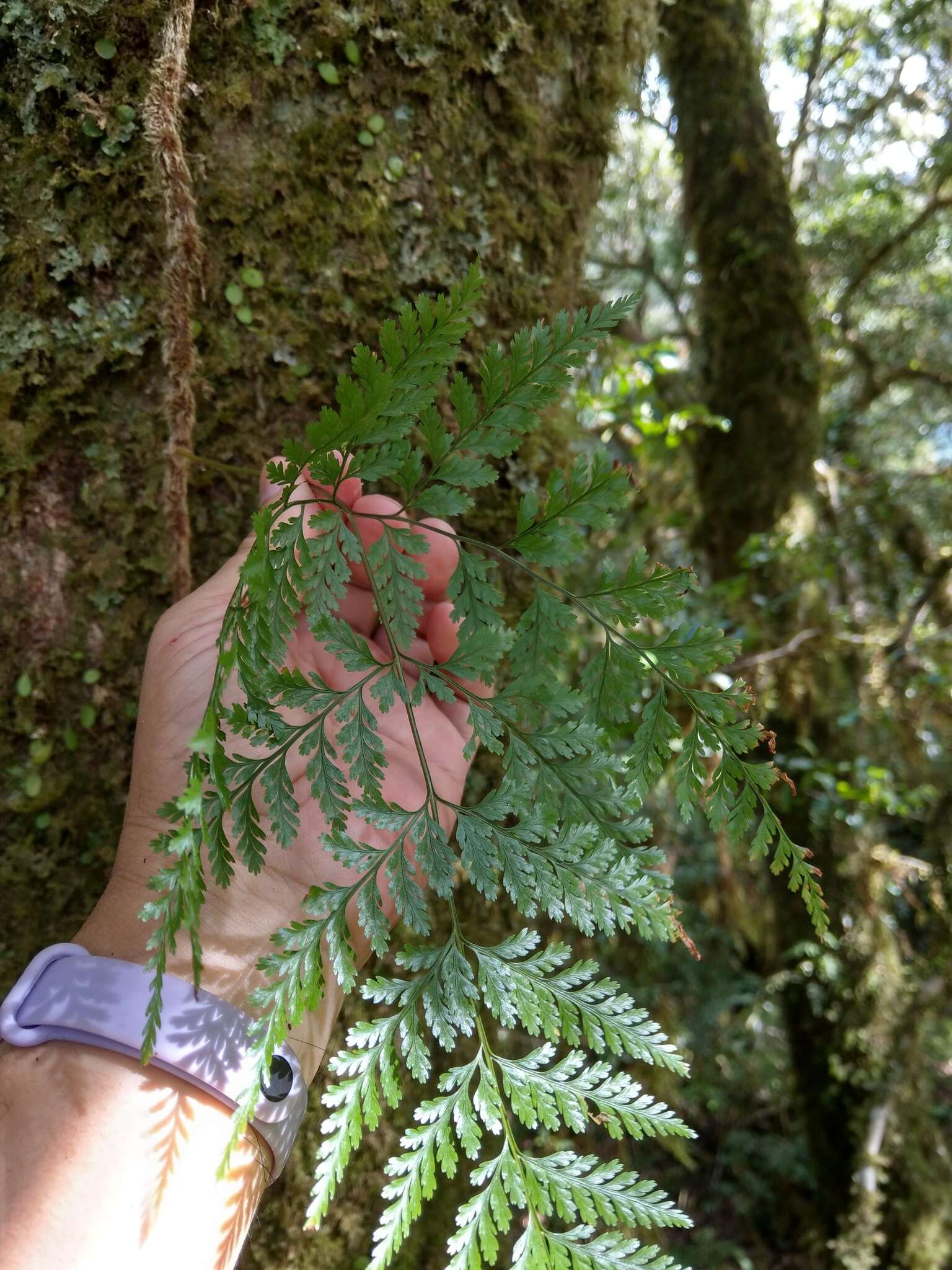 Image of black rabbitsfoot fern