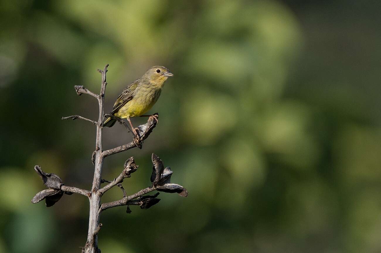 Image of Stripe-tailed Yellow Finch