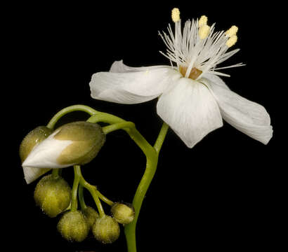 Image of Drosera pallida Lindl.