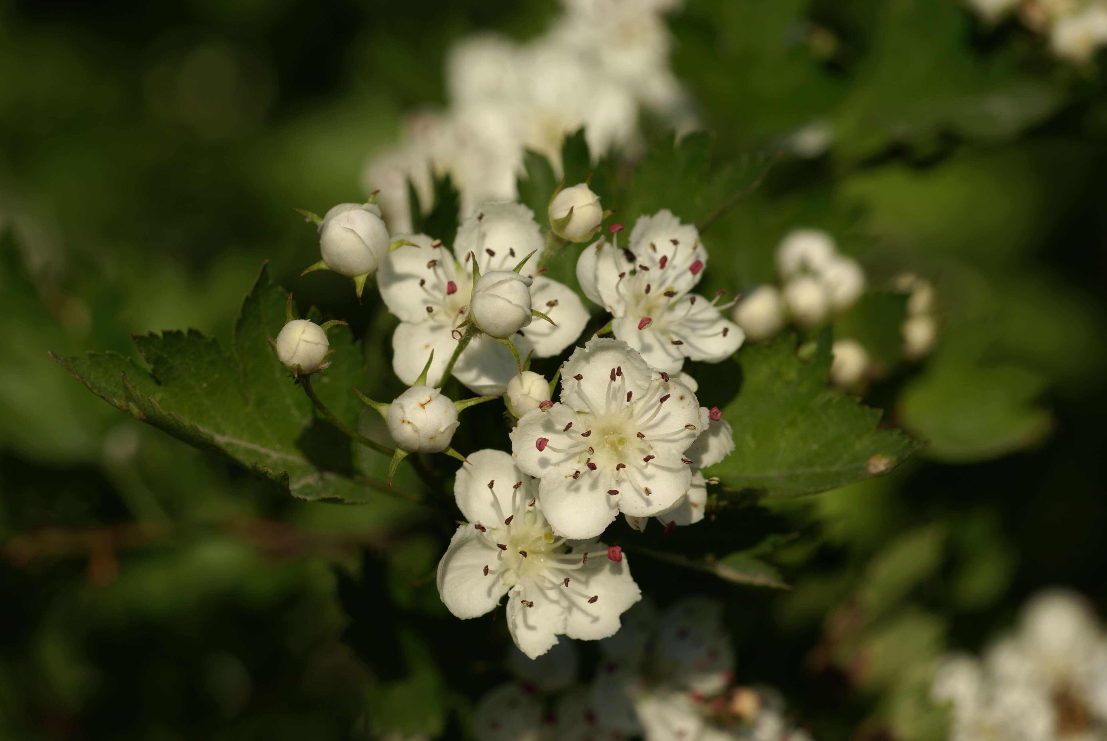 Слика од Crataegus rhipidophylla Gand.