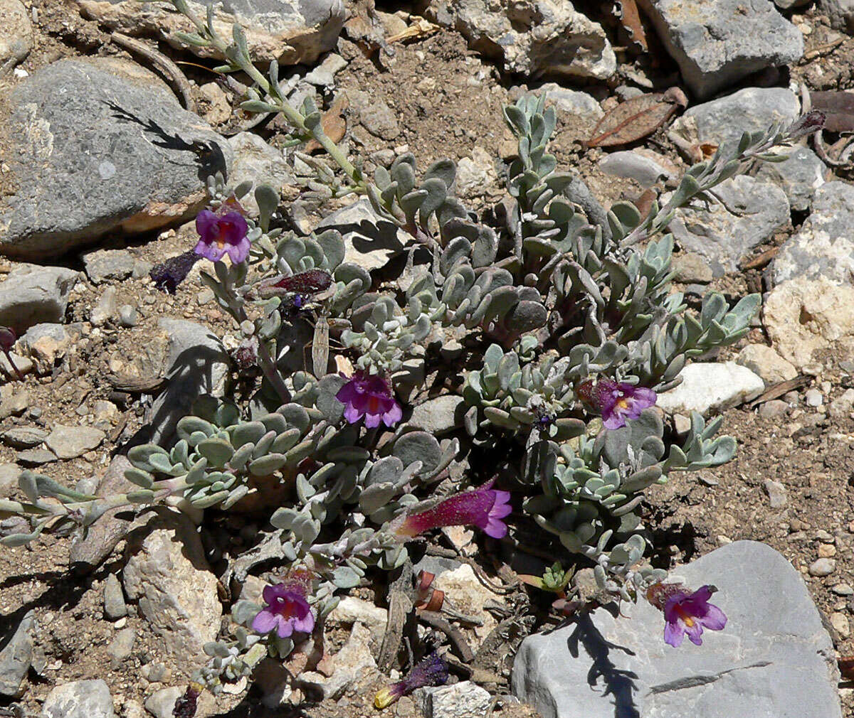 Image of Thompson's beardtongue