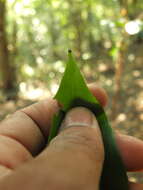 Image of Casearia ovata (Lam.) Willd.