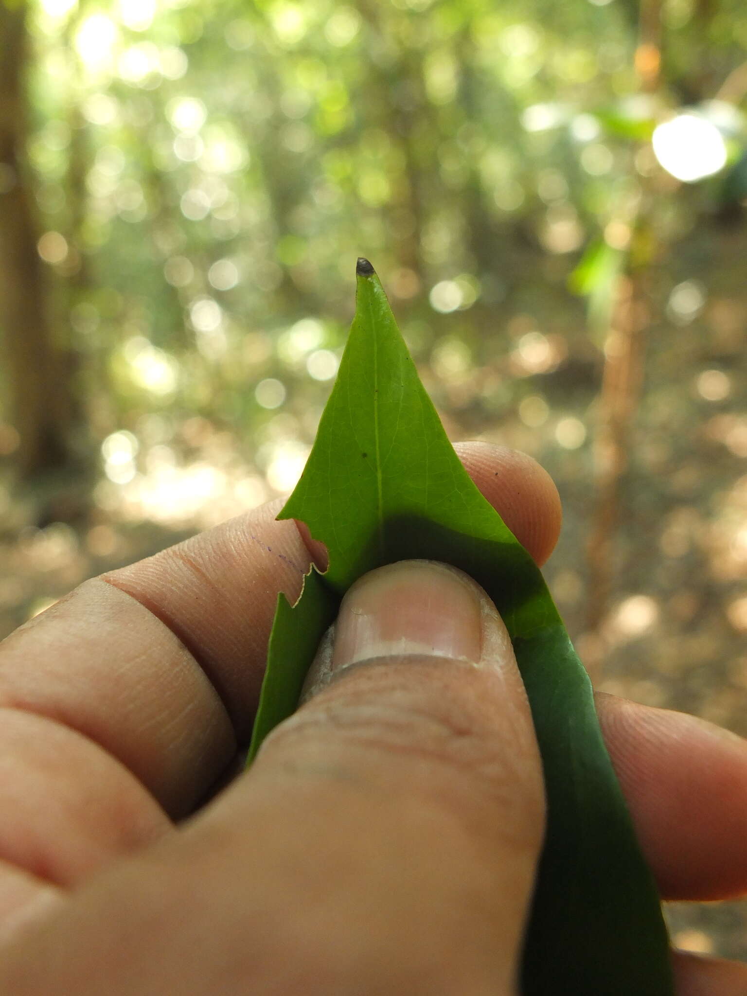 Image of Casearia ovata (Lam.) Willd.