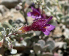 Image of Thompson's beardtongue