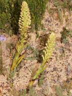 Corycium microglossum Lindl. resmi