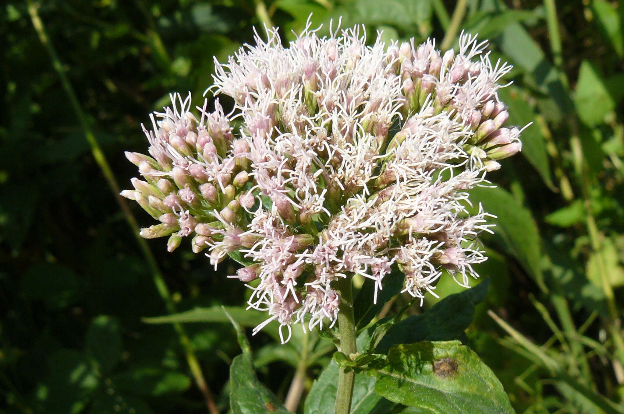 Image of hemp agrimony