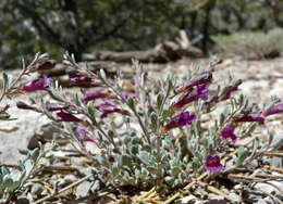 Image of Thompson's beardtongue