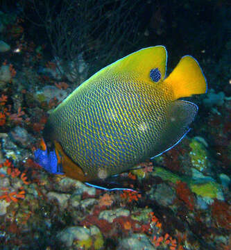 Image of Blue-face Angelfish