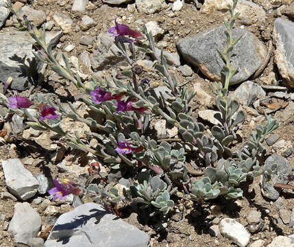 Image of Thompson's beardtongue