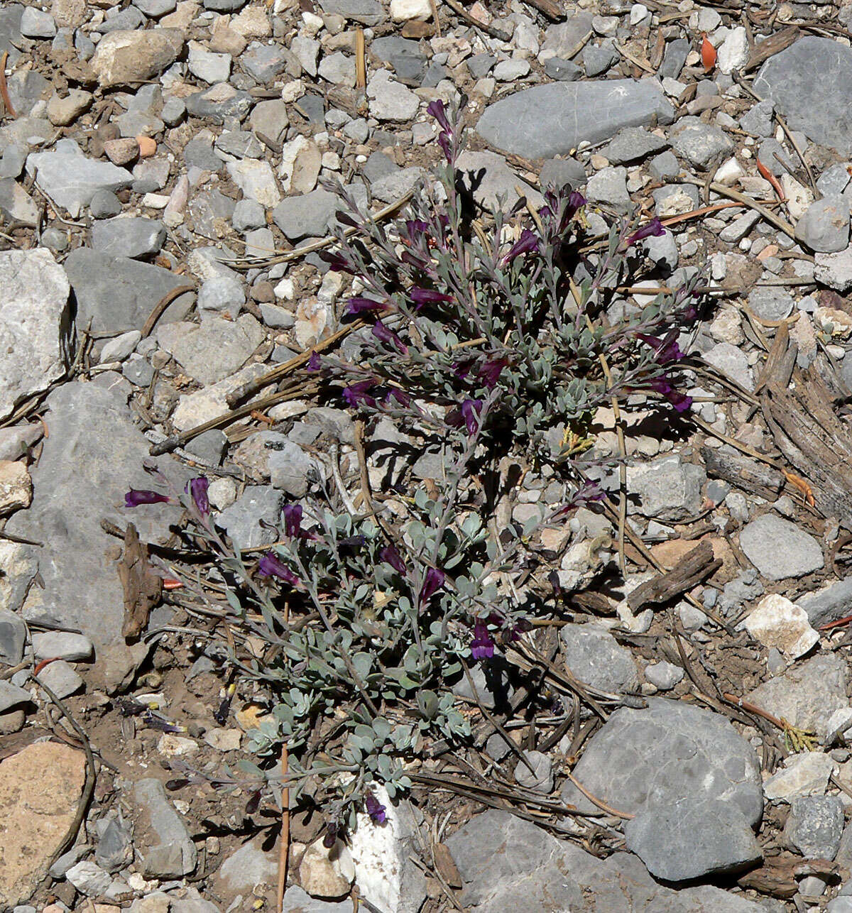 Image of Thompson's beardtongue