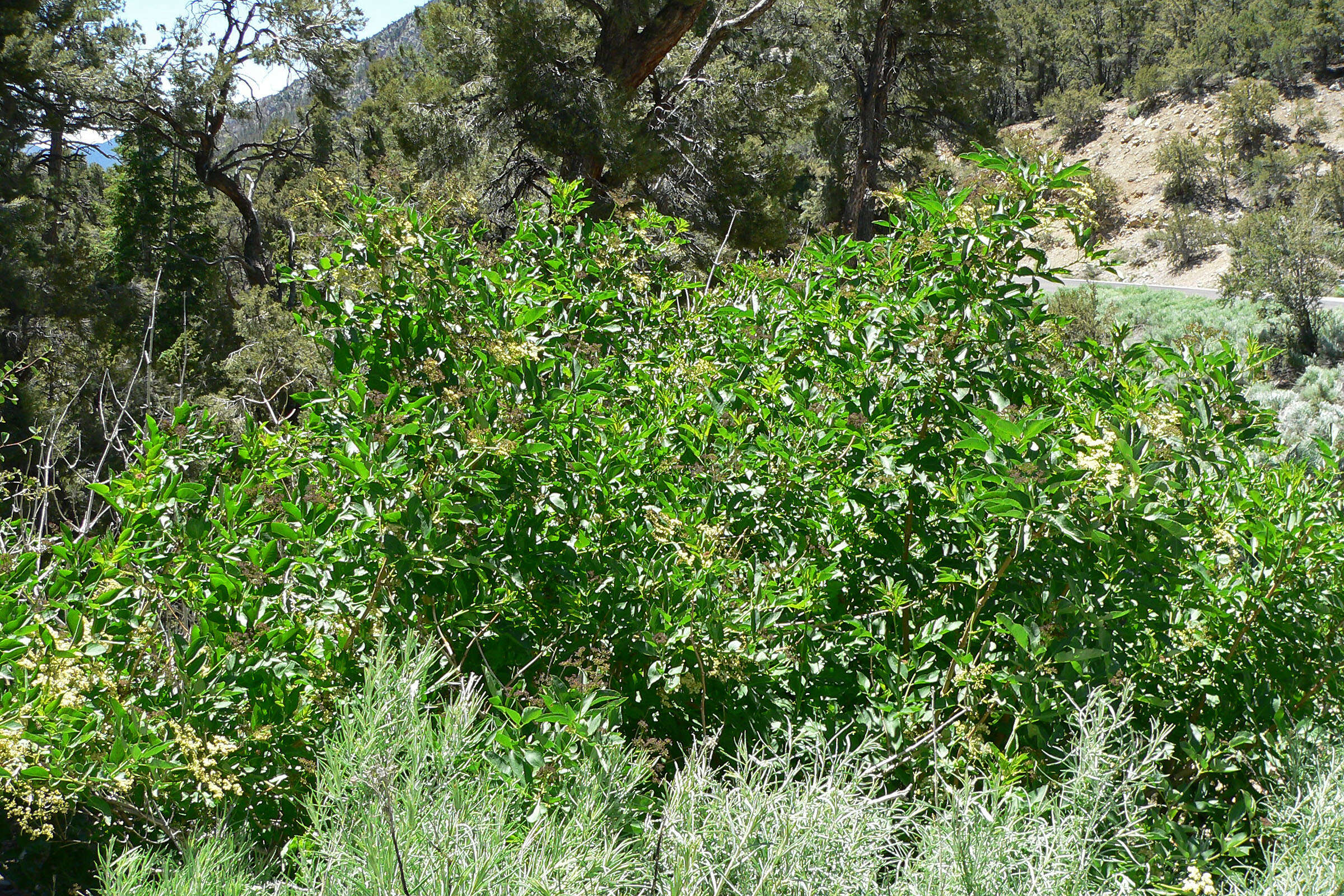 Image of Sambucus cerulea