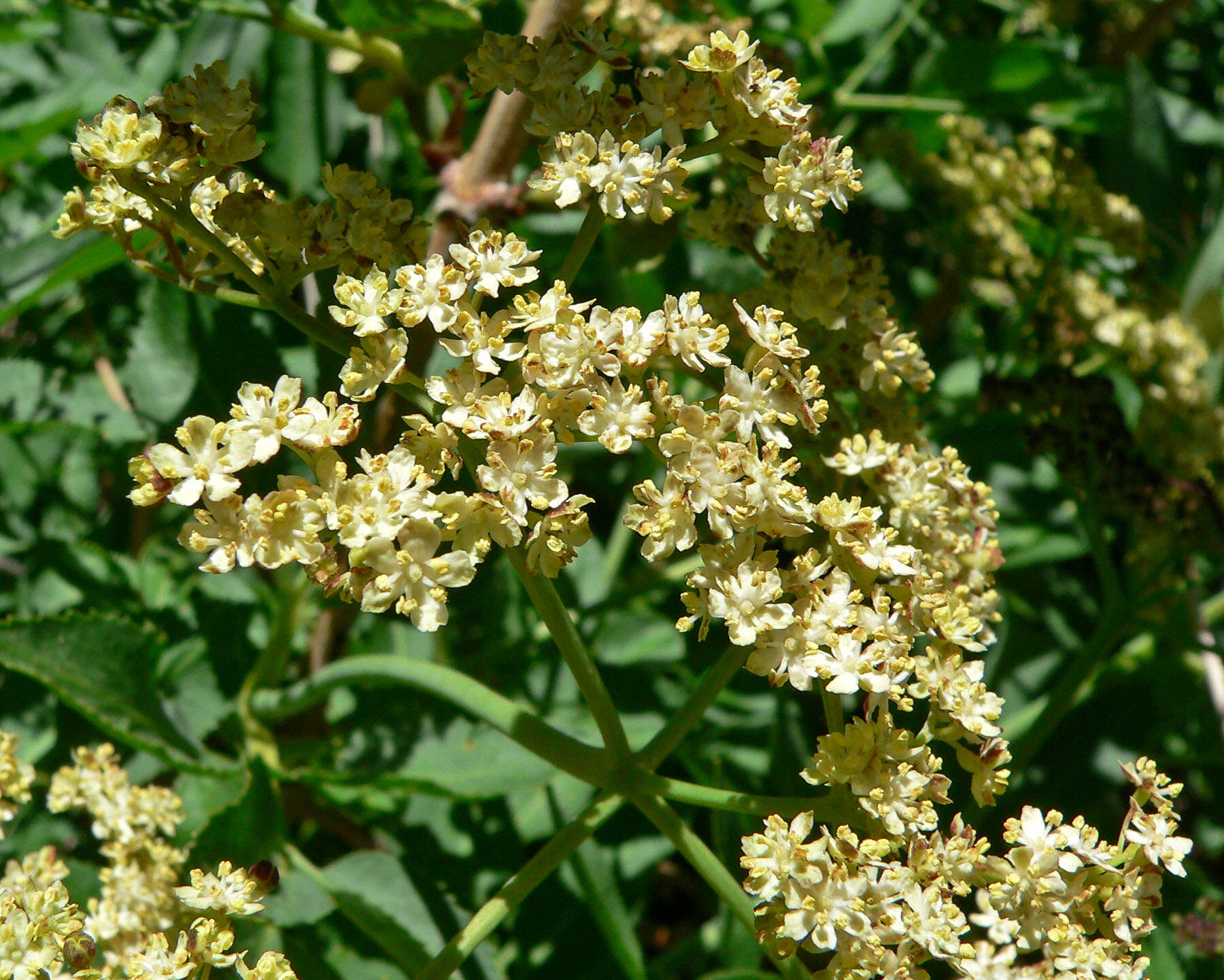 Image of Sambucus cerulea