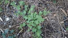 Image of white bryony