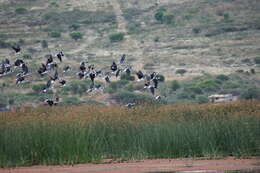 Image of <i>Himantopus mexicanus melanurus</i>