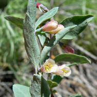 Image of mountain snowberry