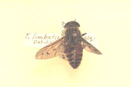 Image of Tabanidae