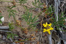 Image of Rhynchosia ferulifolia Harv.