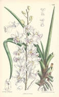 Image de Holcoglossum amesianum (Rchb. fil.) Christenson