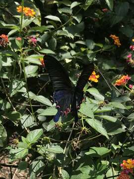 Image de Papilio dialis (Leech 1893)