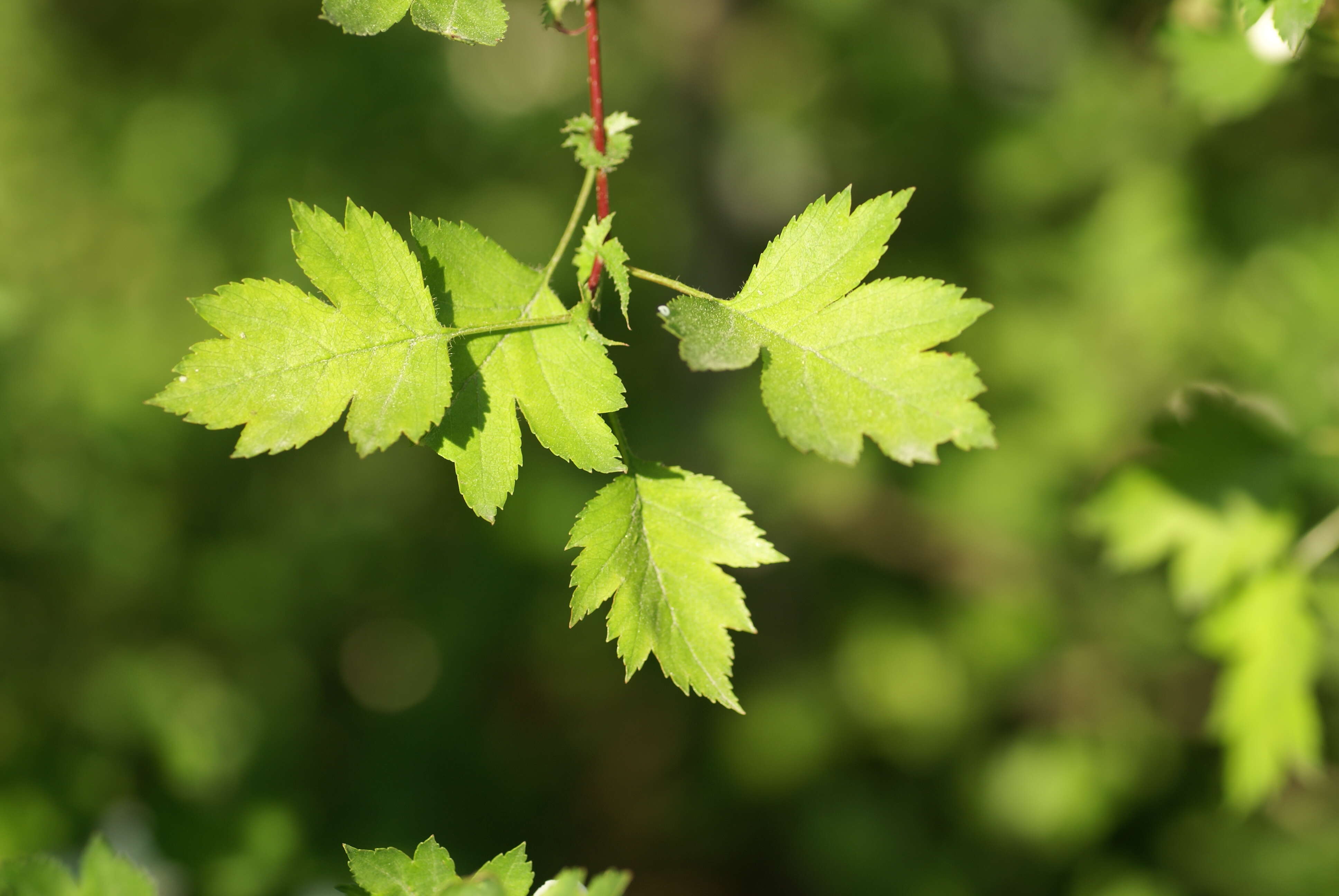 Слика од Crataegus rhipidophylla Gand.