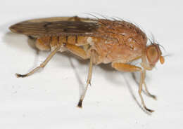 صورة Suillia quinquepunctata (Say 1823)