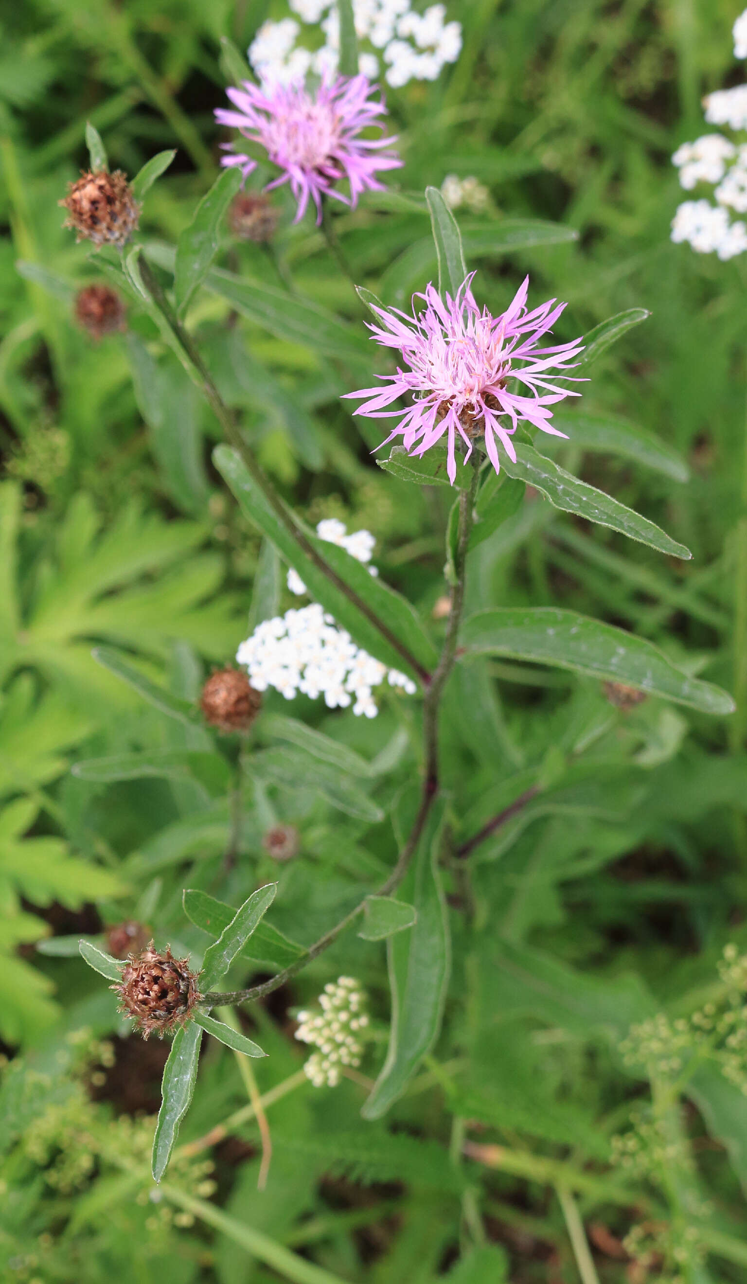 Image of brown knapweed