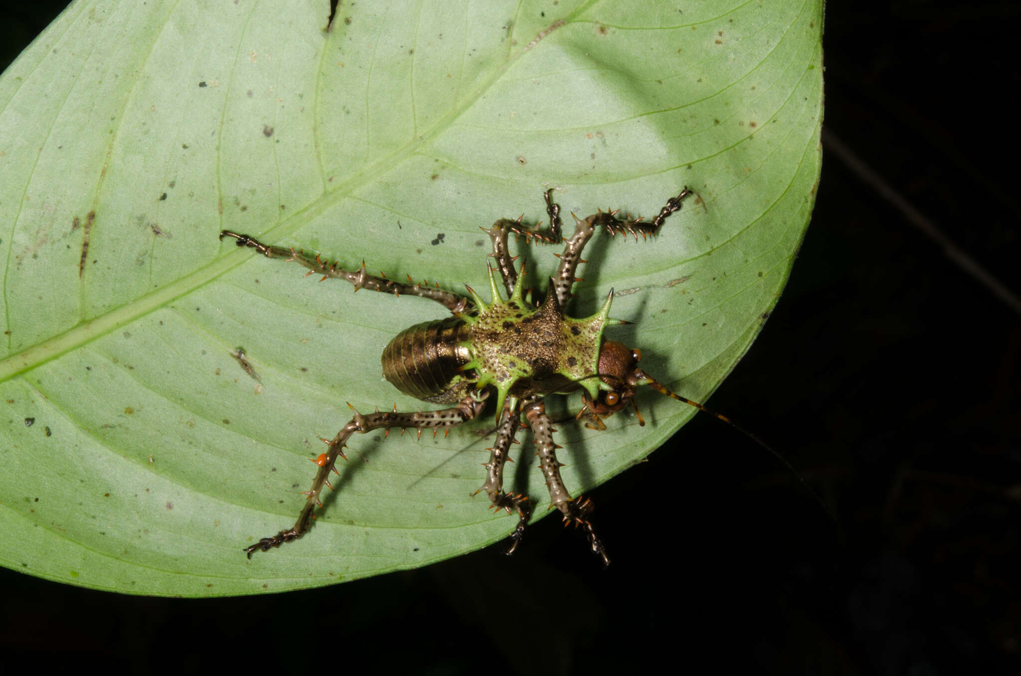 Image of Cosmoderus erinaceus (Fairmaire 1858)