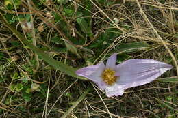 Image of Colchicum melanthioides subsp. melanthioides